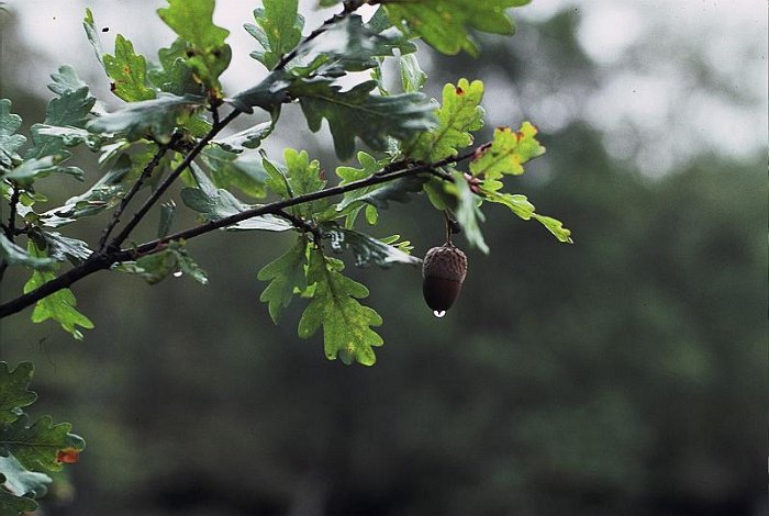 Quercus robur